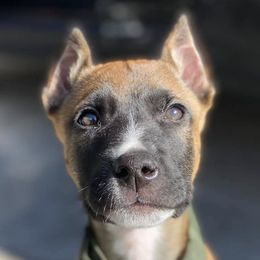 Sporty Mixes from trueWE$T Working Dogs
