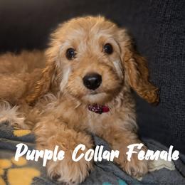 Purple Collar - aka Yellowstone National Park - Phantom female Goldendoodle puppy in Eunice, Louisiana from Maison De Pawz