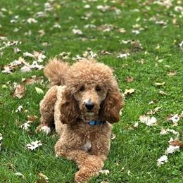 Goldendoodles and Poodles from Country Trail Pups