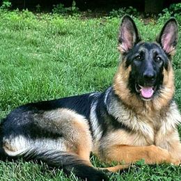 German Shepherds from Alkarah