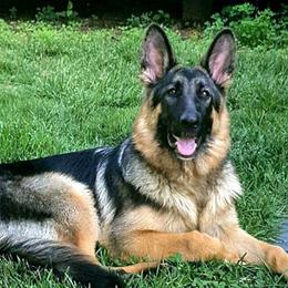 German Shepherds from Alkarah
