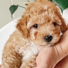 Bichon Frises and Cockapoos from The Perks of Pups