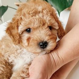 Bichon Frises and Cockapoos from The Perks of Pups