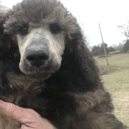 Poodle Puppies from Joy’s Logan Creek Poodles