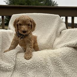 Male 3 - Caramel male Australian Labradoodle puppy in Morristown, New Jersey from English Manor Labradoodles