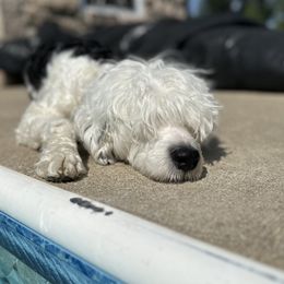 Jane - Portuguese Water Dog