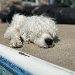 Jane - Portuguese Water Dog