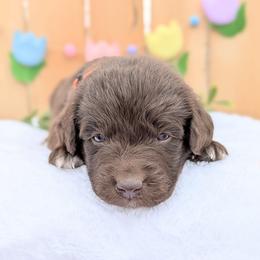Orange collar - Brown and white male Aussiedoodle puppy in Coulee City, Washington from Mr and Mrs Doodle Farm