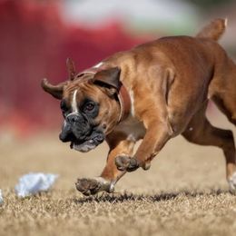 Remi - Boxer