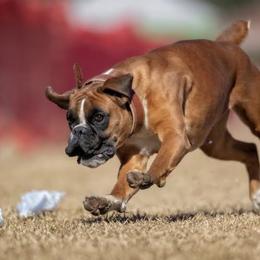 Remi - Boxer
