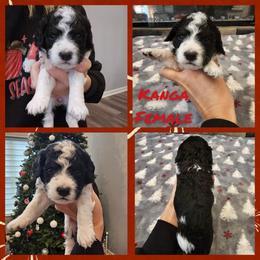 Kanga - Black white and tan female Cockapoo puppy in Zanesville, Ohio from Oodles of Doodles & Poos