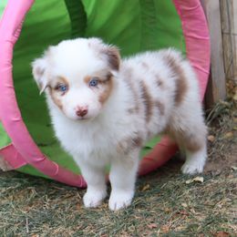 Habanero - Red merle male Australian Shepherd puppy in Colorado from Firestone Australian Shepherds