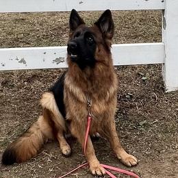 Murphy - German Shepherd