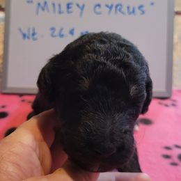 Poodle Puppies from P.I. STANDARD POODLES