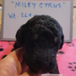 Poodle Puppies from P.I. STANDARD POODLES