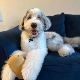 Assorted Doodle Crosses and Newfypoo All Grown Up from Arizona Doodle Trails