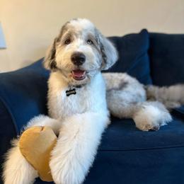 Assorted Doodle Crosses and Newfypoo All Grown Up from Arizona Doodle Trails