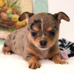 Odin - Blue merle male Chihuahua puppy in Clinton, Missouri from RockyTop Hearts