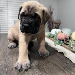 Boy 1 - Mastiff puppy in Salt Lake City, Utah from B & B English Mastiffs