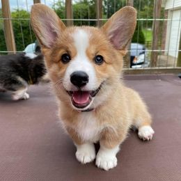 Pembroke Welsh Corgi Puppies from Wiggle B Ranch Corgis