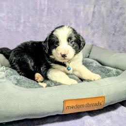 Australian Shepherd and Great Dane Puppies from AEW Farm