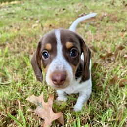 Splash AKC FULL - Piebald male Dachshund puppy in Gentry, Arkansas from Sweet As Pie Doxies