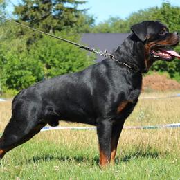 Rottweiler puppies from Von Gogginhaus Rottweilers
