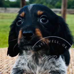 Dachshunds from MB’s Dachshunds
