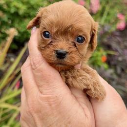 Rocky - Red male Cavapoo puppy in Whitehouse, Texas from Primrose Pups
