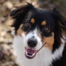 Kaya - Australian Shepherd