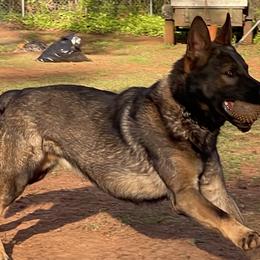 German Shepherds from Lisa Rosado