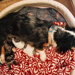 Dachshund puppies from The Teacup Homestead Miniature Dachshunds