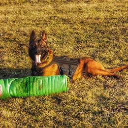 Deimos - Belgian Malinois