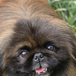 Wrangler - Pekingese