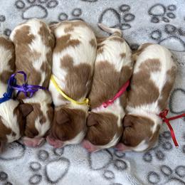 Alexis - Blenheim female Cavalier King Charles Spaniel puppy in Green Forest, Arkansas from Horseshoe Drive Kennel