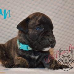 Titian - Tiger male Perro de Presa Canario puppy in El Paso, Texas from PaPaws Gotta Love It Kennels
