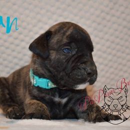 Titian - Tiger male Perro de Presa Canario puppy in El Paso, Texas from PaPaws Gotta Love It Kennels