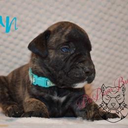 Titian - Tiger male Perro de Presa Canario puppy in El Paso, Texas from PaPaws Gotta Love It Kennels