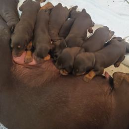 Doberman Pinscher Puppies from Stand Alone European Dobermans