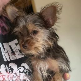 Yorkshire Terriers from Dainty Darlings