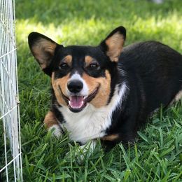 JoJo - Pembroke Welsh Corgi