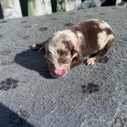 Reece - Red merle male Australian Shepherd puppy in Laotto, Indiana from Circle B working Aussies