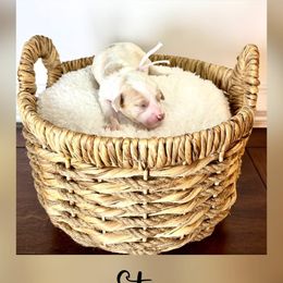 Girl 2 - female Goldendoodle puppy in Midlothian, Virginia from RVA DOODLES, LLC