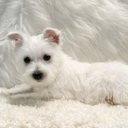 West Highland White Terrier puppies from Tiffany's Papillons