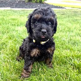 Gristle - Phantom male Goldendoodle puppy in Spokane, Washington from Goldendoodles on the Prairie