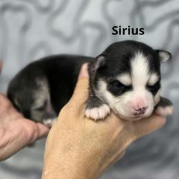 Sirius - Black and white male Pomsky puppy in Fredericksburg, Virginia from Purely Pomskies