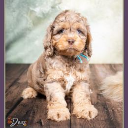 September - Merle male Cockapoo puppy in Connersville, Indiana from Deaz Doodle Ranch