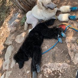 Poodle Puppies from RomLein Poodle