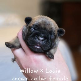 Cream collar female - Fawn female French Bulldog puppy in Hamler, Ohio from Smith's Small Town Frenchies