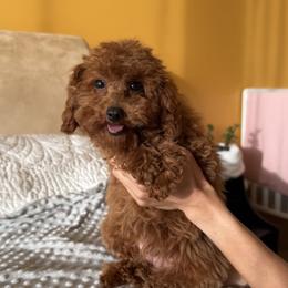 Destin - Red  female Poodle puppy in Hollywood, Florida from Royal Goldendoodle